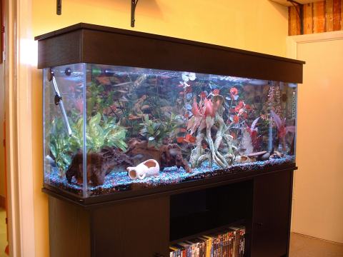 Envío-De-Peceras-www.cochelimp.com