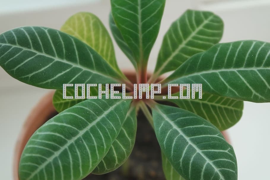 camiones con plantas a/de Polonia