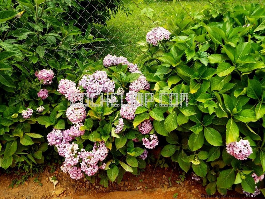 envio economico de plantas a/de Irlanda