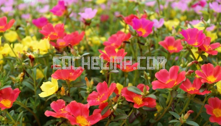 envio de plantas a/de Dinamarca