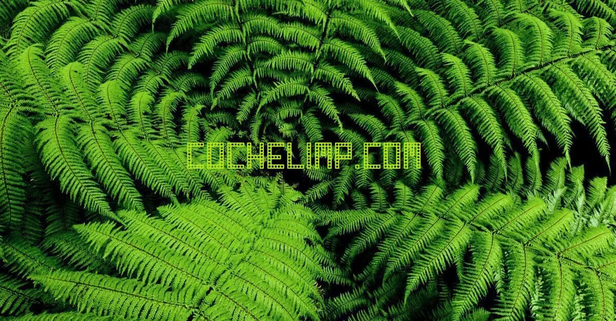 tarifas de envio-de flores a Portugal