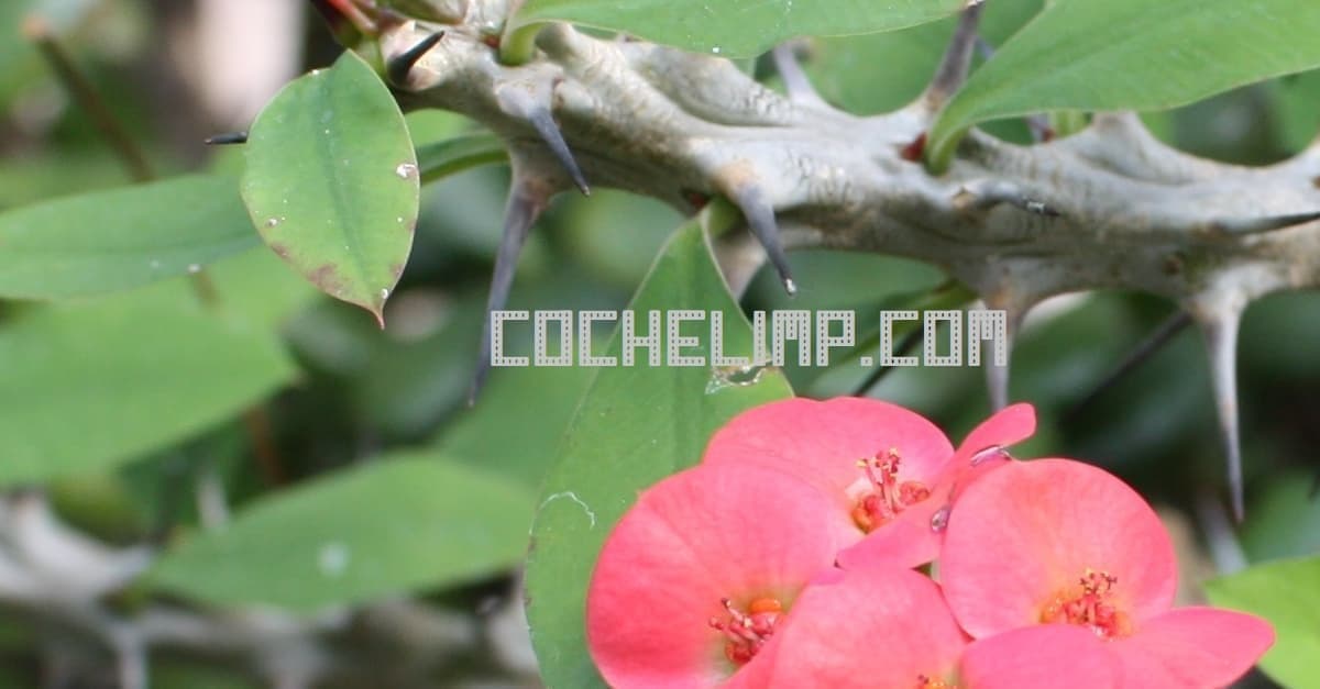 Transporte de plantas a Alemania